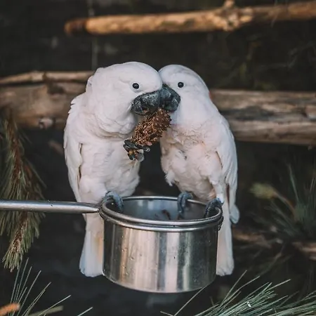 Bed and Breakfast Quinta Torrinha Garden 4*