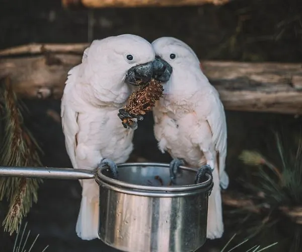 Bed & Breakfast Quinta Torrinha Garden 4*